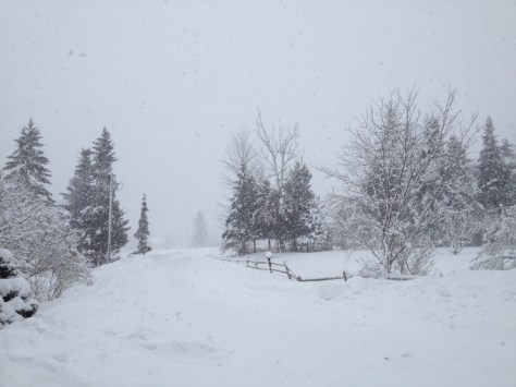 photo 2 (4)