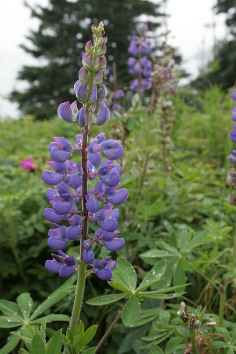 Gorgeous lupine