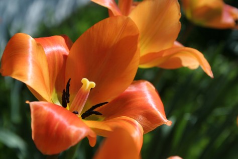Tulip Splendor