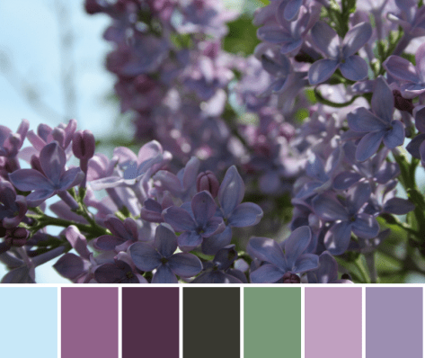 purple color palette lilacs