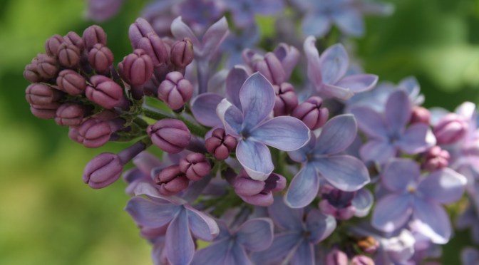 Color Inspiration Thursday {4}