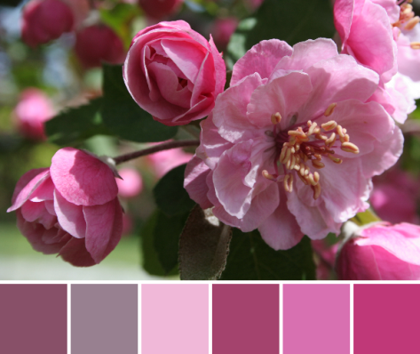 pink palette color inspiration