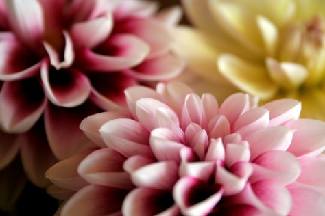 dark dahlias