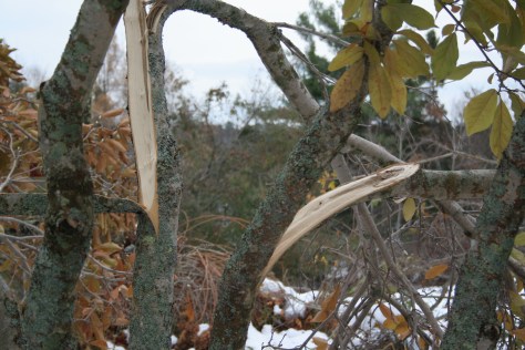 snow storm damage in maine