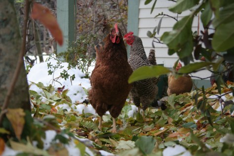 snow storm damage in maine chickens