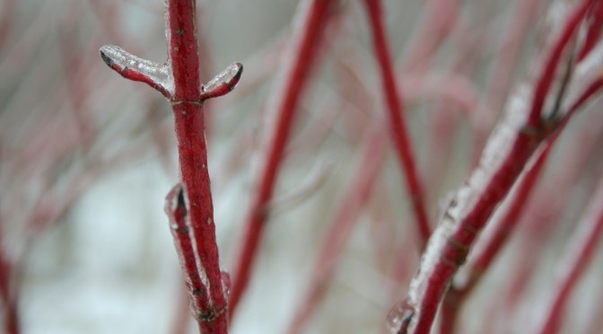 Color Inspiration Thursday {30}
