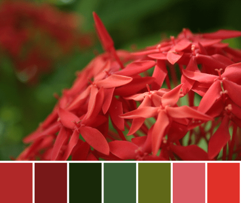 belize flowers color palette
