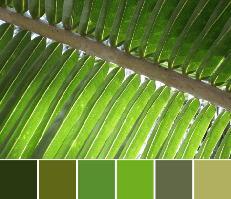 green palm leaf color palette