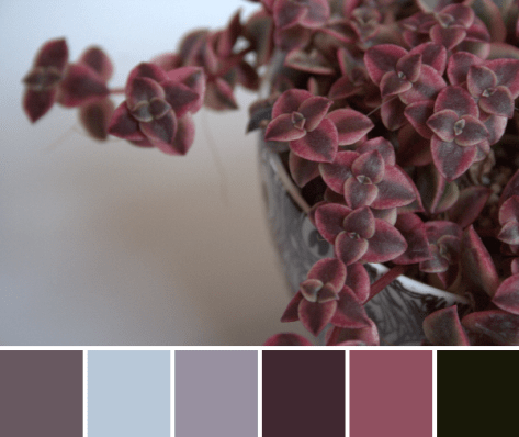 marsala color palette