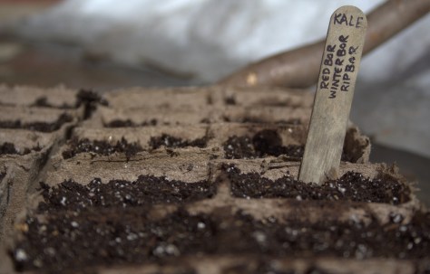 planting seeds