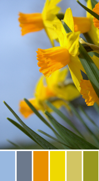yellow orange daffodils color inspiration color palette