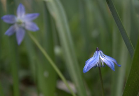 beautiful blues