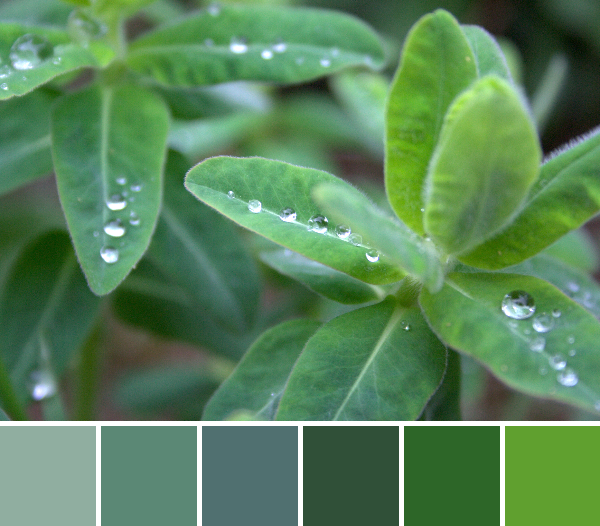 green droplets color palette