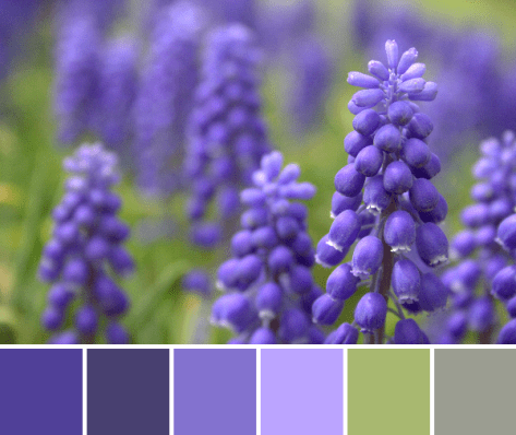 grape hyacinth flower color palette