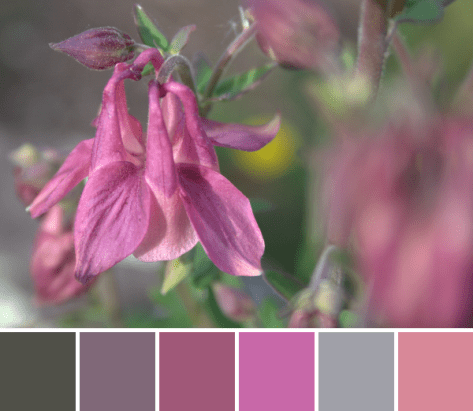 pink flower color palette