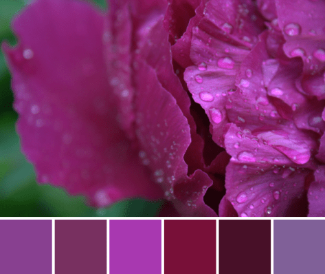 pink peony color palette