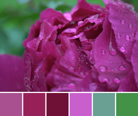 pink peony color palette