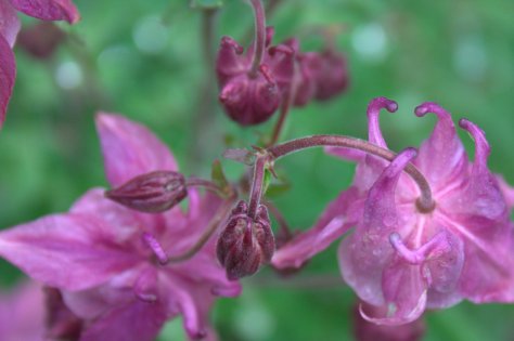 rainy day columbine from the top