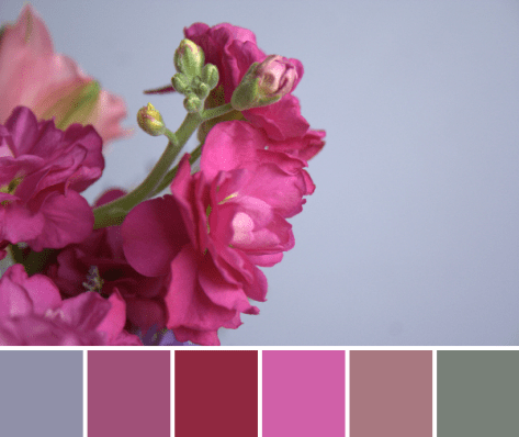pink flower color palette
