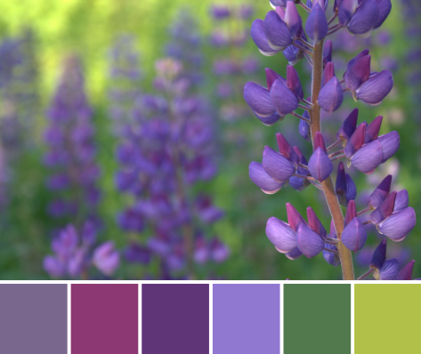 lupine color palette