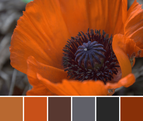 poppy palette red