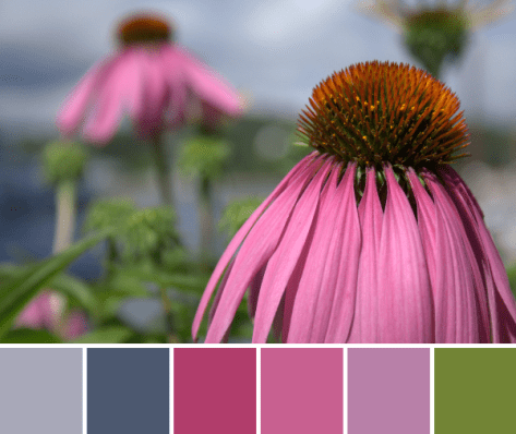 purple cone flower echinacea color palette