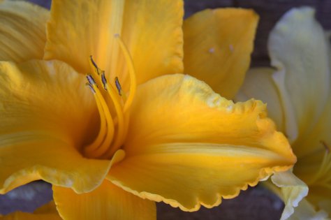 lilies color flower