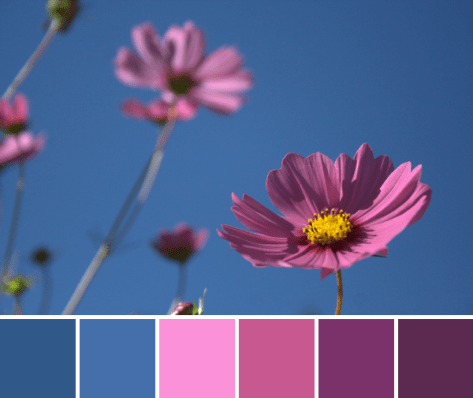 cosmos color palette flower magenta pink blue