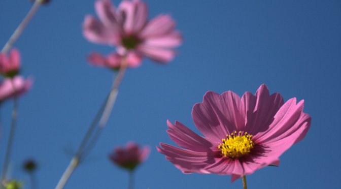 Color Inspiration Thursday {60}