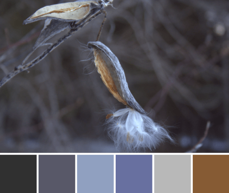 color inspiration color palette
