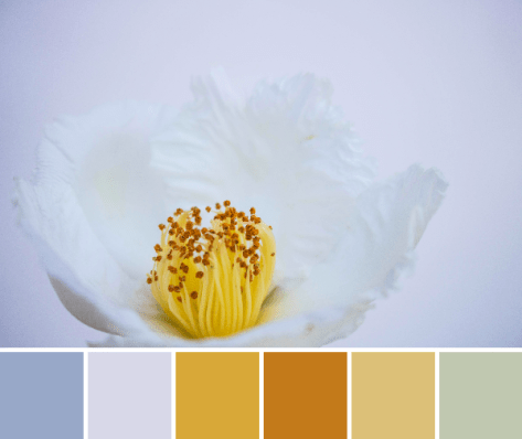 white attempt yellow color palette