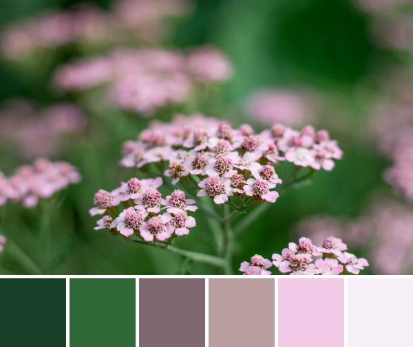 yarrow soft pink palette