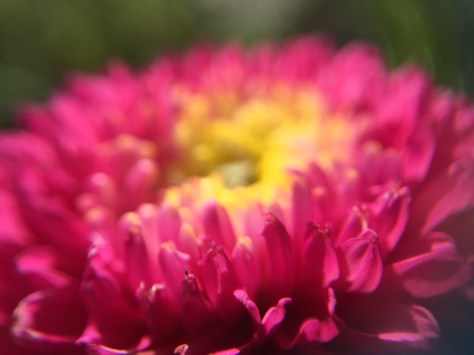 garden flower