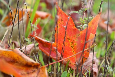 red maple leaves autumn maine
