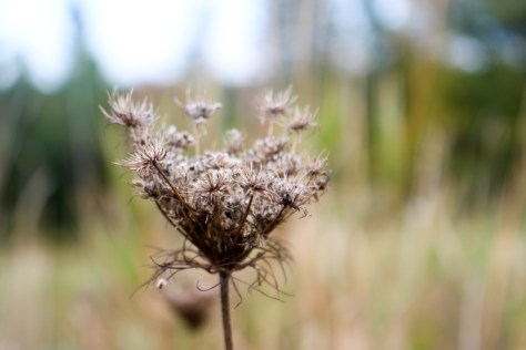 queen annes lace winter weed autumn maine