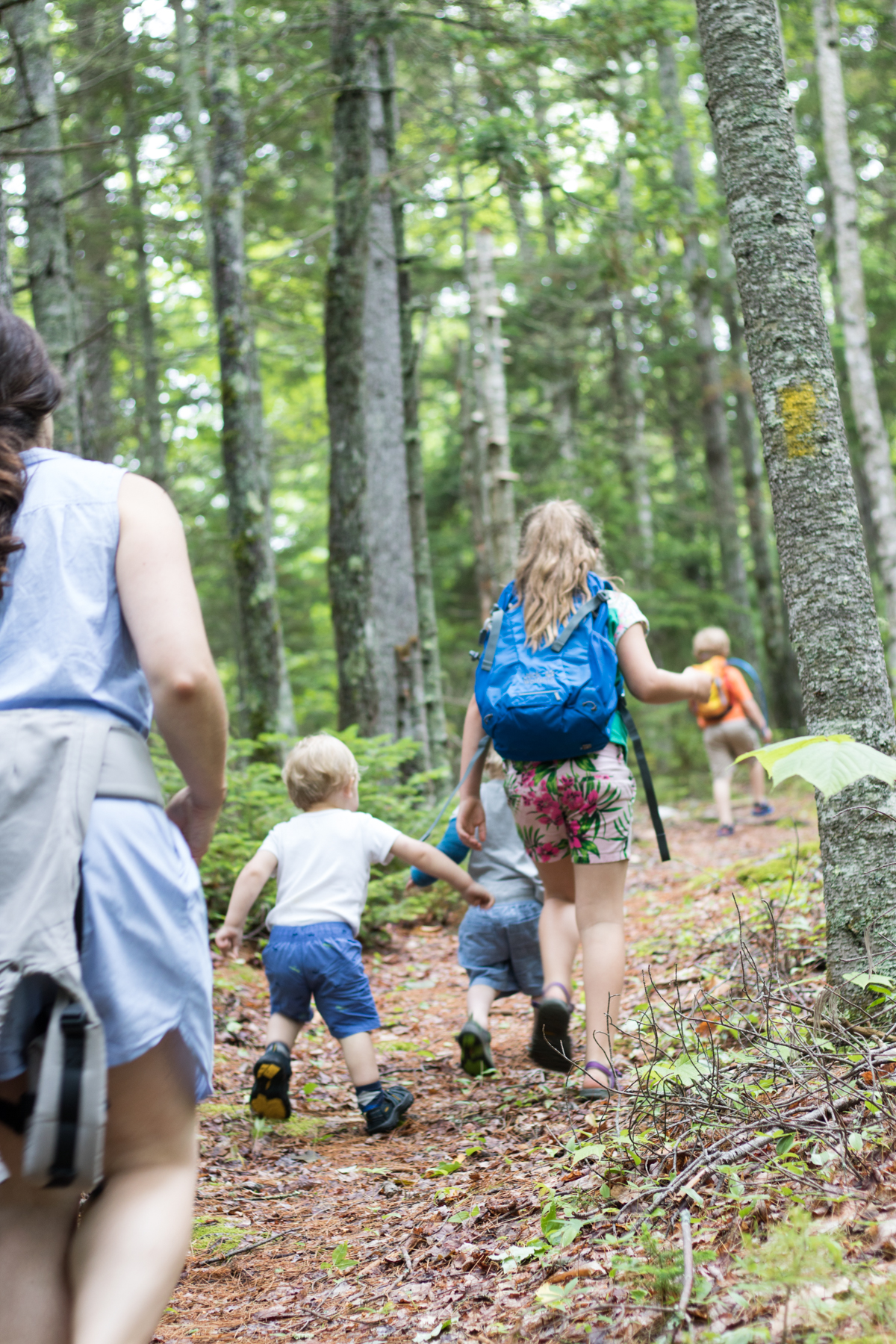 birdsacre trails ellsworth maine summer adventure quilt